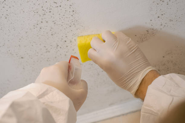 Best Mold Damage Restoration  in Altamonte Springs, FL